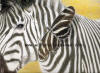 Two Zebras